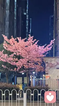 我这里的樱花开了，你那儿呢？配图