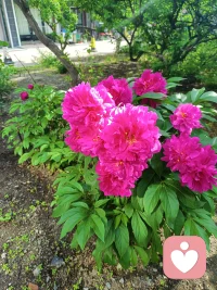 不要对你的爱人说这些狠话
我在咨询的时候发现很多人就是因为一句话就觉得这日子过不下去了。我们通过咨询的案例总结出来有五句狠话，你们记住了。
不管吵的多厉害，都是绝对绝对不能跟另一半说的，因为说出口那就是在对方的心里钉上了一根钉子，就算以后把它拔出去了，也会在人家心里留一个洞，依据就是跟父母有关的，比如你跟你爸妈一样自私自利，你们全家都是这样的无情无义的人，你随根儿，你们一下子都算计，你更是算计。
第二句用从来没有否定了对方这个人，比如说你从来都没有关心过我，你从来都不了解我，我从来没有爱过你，我从来没想过要跟你结婚，都是我爸妈逼的。
第三句无脑的比较，你看人家谁谁谁多好啊，我真是瞎眼才找到你，你看我周围谁谁谁，人家过得有多好了，又买了什么什么东西呢？都是因为你才过得这么惨。
第四句从人格上彻底否定的，比如说你就不是个男人，就不是个女人，就是个废物，你什么事儿都做不好，你就是个败家娘们儿。
第五句冷漠质疑的，比如你管得着吗？说这句话的时候真的是不管对方问什么，还眼睛一翻，嘴巴一撇，你管得着吗？