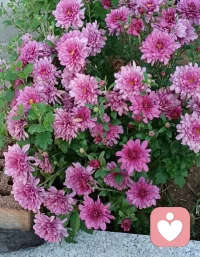 脾气急躁的原因与自我修复     一
一个性格急躁，脾气不好的人，内心通常有很多的委屈和创伤。这些委屈和创伤不是与过去的成长经历，尤其是童年的成长经历有关。
心理学上对于创伤的定义是:
创伤=超出应对能力的刺激+无人回应
可怕的不是发生了什么，而是当发生情况崩溃的时候，无人倾诉、无人陪伴，孤独无助……
创伤+无人陪伴+雪上加霜(如被最亲近的人嘲笑，贬低，否认)就对一个人构成了致命的伤害。
也有可能从小被当成出气筒，被朋友家人忽视，甚至出生的时就不受待见，成长中总是被奚落、责骂、无视，怎么做都得不到认可……
在这样的环境中长大的人，即使成年之后，总是容易莫名的焦虑，烦躁，恐慌，把每一件事都想得非常糟糕，稍微有点不如意就容易抑郁。
那么要怎么办呢?
1、先看见
心理学有种说法:“看见即疗愈”，先看见曾经的自己，并接纳已经发生的一切事情，你的委屈来自心底深处的内在小孩，他在寻求内在父母的关注，而长大后的你可以做你内在的父母去呵护内心那个受伤的小孩，慢慢的才能把小时候的匮乏感填补，建立安全富足、自由强大的内心世界。