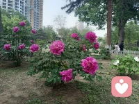 人生活著的意義在于讓自己快樂，因?yàn)槟悴淮嬖诹耍@個世界也就不存在了。要讓自己活的快樂！
首先、與其委屈求全討好同事，不如提升自己的實(shí)力，只有自己優(yōu)秀了，同事才不敢小瞧你。
第二  愛人得先愛自己，在家里不必壓抑自己，干嘛讓自己受委屈，愛你人打都打不走，不愛你的人，你怎么委屈自己他都會離開。
第三要給自己信心，活出自己的性格你就是你，天下就有一個你。
如果不知道怎么做可以找我聊一聊配圖