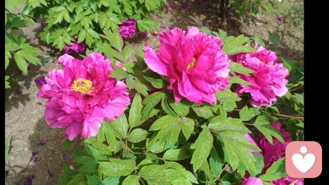 如何度失恋的痛苦期！