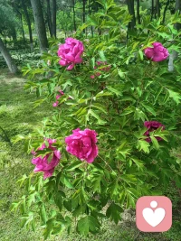 四個心態讓你越過越順！


會說這四句話，不管你走到哪兒，生活都會越過越順，記住啊，人生就是修行的道場，你想變成什么樣全憑你自己。 第一句我不要了，我就是這么一個人嘛，赤條條的來，我走的時候也會赤條條的，一切的紛爭算計我現在在乎的一切，到最后我兩眼一閉，雙手一撒，都是過眼云煙，所以沒什么大不了的，我不要了。不過親愛的，切記啊，先努力爭取過，咱們才有說我不要了的資格。 第二不要緊，真的除了生死沒什么大事兒，你以后可能還會遇到更大的挫折，而且可能還不止一個，當然我希望沒有啊，但到時候如果真遇到了，你會發現其實現在這一次你遇到了挫折也不算什么，多年后回過頭看看前面那些都不是你的黑歷史，而是你來的路，荊棘上開滿了鮮花，造就了積極樂觀的你就是這樣子，你能戰勝一切困難。 第三句啊，會過去的，是的，沒啥事兒是過不去的，反正最后都會死，不如先好好活著，活在當下，一切都會過去的，活著是本能，活好了是你的本事。 第四句會越來越好，你相信你會越來越好，不管是身體還是婚姻，健康，孩子，家庭，事業都會越來越好，你發出什么樣的信號，你就會獲得什么樣的結果。配圖