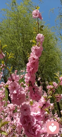 夫妻关系大于一切！
为什么民法典里规定配偶是亲属关系的第一继承人？
因为人的自由意志大于一切血缘关系，你的配偶是你自己主动选择的，要跟他共同生活的人，你主动的选择跟他共享经济身体。还有命运。父母无法选择，兄弟姐妹甚至孩子，我们都没有办法主动选择，我们只能接受。但是唯有婚姻是我们每个人自由挑选的，并且立法让你选择，高于其他所有的血统统治，法律之所以这么设置，就是因为他了解人性，这就是基于人性设置的，父母老了再爱你，他也没有办法陪你到最后，孩子长大了，他会有自己的事业，自己的感情，他是个独立的人，你想让他天天围着你转，那是不可能的，体力上生命力上，能陪伴你时间最长的就是你的配偶，老伴，老伴老来相伴，经济上与你一荣俱荣，一损俱损的还是你的配偶。有人陪你一起拼事业，养孩子，照顾父母，所以你们赚的钱叫夫妻共同财产，但凡你俩拧成一股绳，婚姻无坚不摧，因为在内部你俩足够团结在外部，法律就是赋予给你们一切的保护了，法律就保护你们了，所以我真的希望各位一定要记住，婚姻是你们靠无数次，选择无数次磨合，无数次包容和坚持维系下来的你们彼此守望，相互依靠，这种自愿的亲密也是人类情感里最珍贵，也是最独特的部分，也是法律和世界都认可的第一顺位。
如果你有幸遇到那个愿意与你一起走下去的人，请你一定要珍惜这份选择这份自由，这份彼此的托付。
如果你说可是我主动选择这个人，他让我觉得过得很糟心。那就想办法解决，因为这也是你主动的结果，当你能够主动的跟你主动选择的人，当然Ta也一样，你们能主动的把这个关系维系的更紧密的时候，此生才值得！