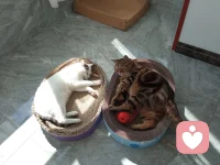 继续享受假期，撸猫不能停。