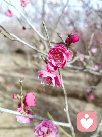 冬寒未尽，春已启程；穿越心底寒凉，依旧温柔有光。