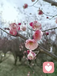 冬寒未尽，春已启程；穿越心底寒凉，依旧温柔有光。