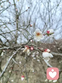 冬寒未尽，春已启程；穿越心底寒凉，依旧温柔有光。