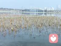 残荷静立，生机蛰伏，待春归，再绽满池芳华。