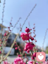 🏮大年初一，开门见喜！
马年关键词：舒展、丰盈、自由。
愿不负韶华，策马春风里；
愿身心从容，万事皆可期。
新年快乐，马到福来！