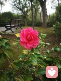 自然界的生命力向来顽强，熬过寒冬，便迫不及待地生发。
人亦是如此，你远比自己想象中更坚韧，并没有那么脆弱。配图