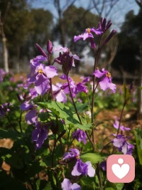 当身处一片蓬勃生机，万物的生命力，也悄悄涌入了我的心底。配图