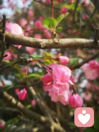 你好，人间四月，面朝大海，春暖花开。配图