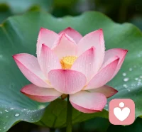 愿岁岁年年有清欢，朝朝暮暮皆平安。