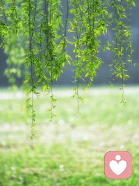 让烦恼随风而去，不必困在琐碎里纠结。心再放宽一点，脚步再慢一点，话语再轻一点，日子自会温柔晴朗。