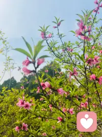 让烦恼随风而去，不必困在琐碎里纠结。心再放宽一点，脚步再慢一点，话语再轻一点，日子自会温柔晴朗。