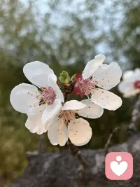 逛春天

风摇杏花落满巷
心事轻轻唱
你路过我身旁
春便有了模样配图