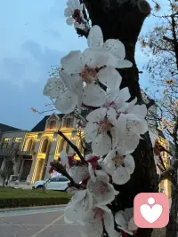 逛春天

风摇杏花落满巷
心事轻轻唱
你路过我身旁
春便有了模样配图