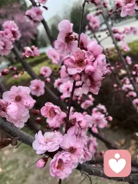 逛春天

风摇杏花落满巷
心事轻轻唱
你路过我身旁
春便有了模样配图