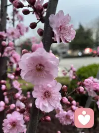 逛春天

风摇杏花落满巷
心事轻轻唱
你路过我身旁
春便有了模样配图