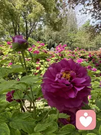 如果你也在：

▫️ 成就的顶峰感到虚无

▫️ 众人的羡慕中感到孤独

▫️ 夜深人静时问自己“这一切有什么意义”

▫️ 隐约觉得，自己在演一场盛大的假面舞会

也许可以温柔地问自己：

“我现在的选择，有多少出于热爱，多少出于‘应该’？”

“我追求的成功，是在滋养生命，还是在消耗灵魂？”

“如果褪去所有社会标签，我是谁？我喜欢什么？”

真正的成长，

不是往身上叠加更多光环，

而是有勇气，

一层层褪下那些不属于自己的外壳，

触摸到内在真实跳动的内核。

幸福从来不是抵达某个“应该”的终点，

而是在忠于内心的路上，

每一个踏实、饱满、无憾的当下。

愿我们都能，在追求成功的路上，不忘守护内心的灯火。