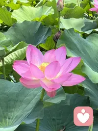 关于“观荷”与正念觉察

当你凝视荷花时，你是在进行一场顶级“正念”练习：注意力全然落在花瓣的纹理上，焦虑便失去了时间存在的维度。
荷花开时不为取悦谁，谢时不为告别谁。真正的“内驱力”，就是拥有不把解释权让渡给外界的定力。