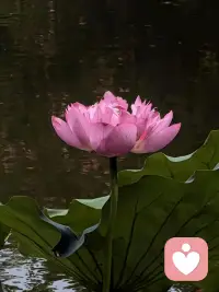 利他（Altruism）：助人即助己
      在精神分析语境下，成熟的利他并非简单的“做好事”，而是一种通过建设性地服务他人，来获得替代性满足或化解内心冲突的心理过程。个体在帮助他人的过程中，不仅没有感到被剥削或被迫牺牲，反而体验到了真实的情感联结和自我价值感。配图