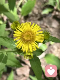 尊重自主权，用生活化语言解释，就是在决策中让他人成为主角，而非旁观者。它意味着承认每个人有权基于自身价值观做出选择，前提是信息充分且无外部压力。这一概念包含四个核心要素：知情同意（确保决策基于全面信息）、非操纵性沟通（避免隐性控制）、支持决策过程（提供资源而非答案）、和尊重边界（不越界干预个人空间）。配图