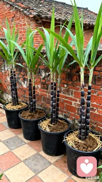 性需求是人類很正常的基礎需求，只是在日常生活中被壓抑了，其實它并不可恥。配圖