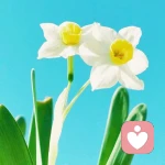 一念之轉(zhuǎn)的頭像