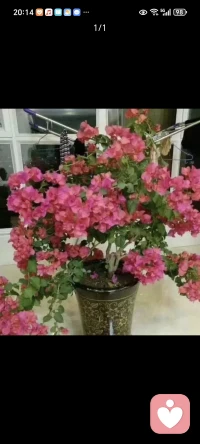 養花可以治愈心情