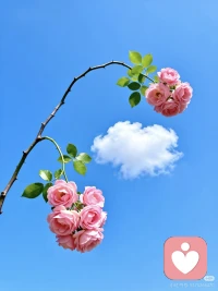 花开半夏，我只要一半温柔，一半清醒
晚风知道我的节奏，不必圆满，却很真实

心有所栖
不慌不忙

所以请记得——
你值得被温柔以待
尤其是被自已配图