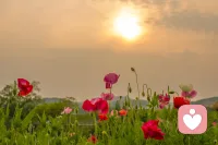 痛苦并非来自事情本身，而是来自你对它的看法。改变认知，就能解脱。配图