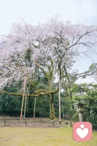 心理成长是接纳完整自我，不割裂阴暗面，与情绪和解，方得自在。配图