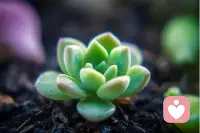 当你跳出来以第三者的视角观察自己的情绪和念头，你就获得了选择反应而非被本能驱使的自由。配图