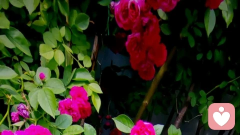 男人和女人的区别在哪里？