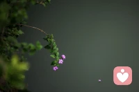 人一定要学会自渡，烦躁的时候不要说话，自己安静的呆会配图