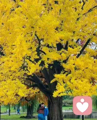 1. 允许一切发生，情绪才会流动；允许自己不完美，疗愈才真正开始。✨

2. 你不需要时刻坚强，累了就停下来抱抱自己。你的价值，从不由表现好坏决定。🌿

3. 所有的关系到最后，都是与自己的关系。照顾好内心的小孩，才是爱自己的开始。❤️

4. 识人是本能，慈悲是选择。看懂人心后，依然选择温柔，才是最高级的素养。配图