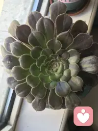 严冬过后，便是春暖花开！配图