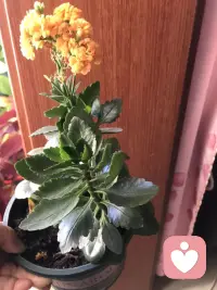 严冬过后，便是春暖花开！配图