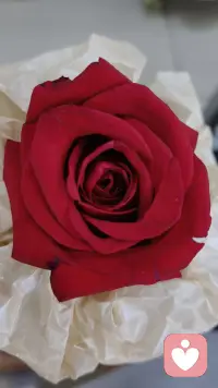 没收到礼物，借一朵玫瑰祝女神们节日快乐！配图