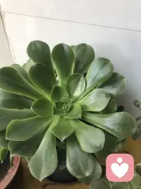 人生最大的智慧就是允许一切的发生，当你允许所有事情发生的时候，就不会再有痛苦，痛苦来源于哪里？都是来自我执，来源于我觉得，我觉得孩子就应该这样，老公就应该那样，我觉得所有人都应该按我的想法来，这不叫爱，这叫执念，这个世界上只有三件事，老天的事，别人的事，自己的事，把别人的课题还给别人，不自己的能量收回给自己！配图