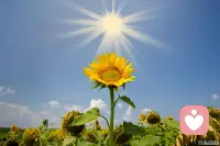 突然被这张照片感动了，向阳而生，2026继续加油！配图