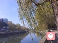 柳摇水漾，心随景安。