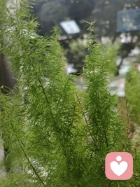 🌿 就让这簇温柔的绿，
把生活里的褶皱轻轻熨平