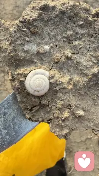 嵌在干裂泥土里的蜗牛空壳，是生命落幕的痕迹。曾经缓缓爬行的鲜活，终成时光的印记，它无声提醒我们：生命短暂，唯有珍惜当下，才不负来过一场。配图