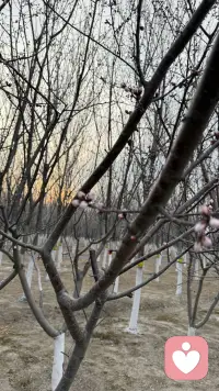 不必声张，春意已悄悄漫过枝头，万物都在慢慢苏醒。