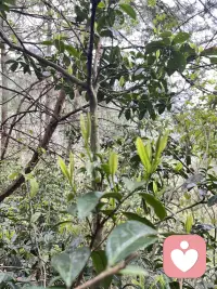 春天，很治愈的感觉❤️