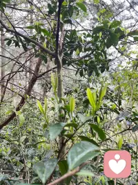 这些年给自己储存了那么多喜欢的茶叶，真是既满意又满足，今年的茶叶在我的努力下很高产哟🍵