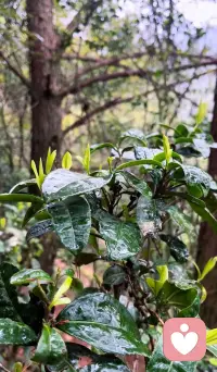 这些年给自己储存了那么多喜欢的茶叶，真是既满意又满足，今年的茶叶在我的努力下很高产哟🍵