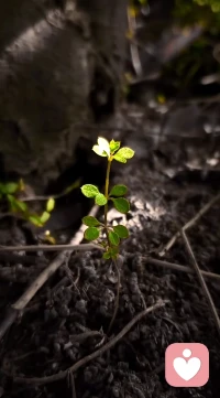 生命如同此境，
虽借角落之微光，
亦可萌芽生枝！配图